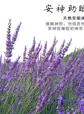 好货薰衣草花新疆伊犁薰衣草干燥花真花阴干枕头填充安神助眠香包