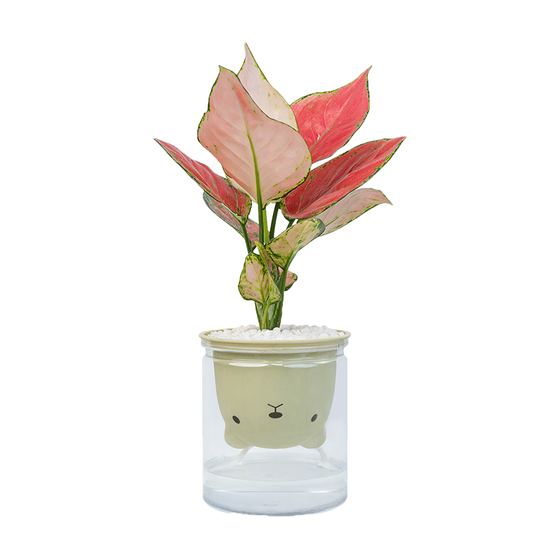 水培植物吉利红如意办公室内桌面摆件净化空气四季好养绿植盆栽 - 图3