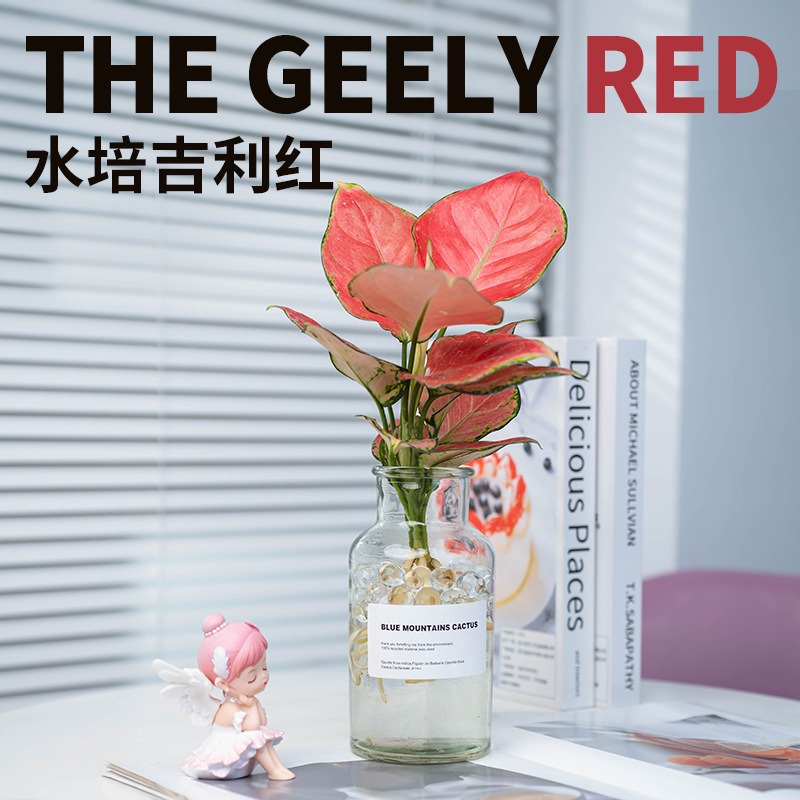 水培植物吉利红如意办公室内桌面摆件净化空气四季好养绿植盆栽 - 图0