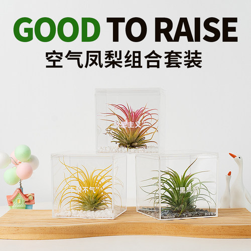 空气凤梨无土植物鲜活办公桌面室内多肉工位微景观盆栽黑凤梨绿植 - 图0