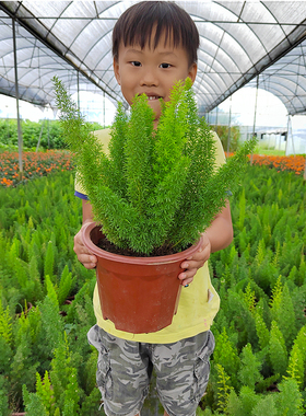 狐尾天门冬盆栽窗台阳台庭院耐热观叶植物四季常青多年生好养易活