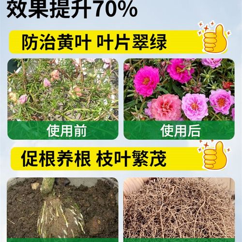 太阳花肥料太阳花专用肥营养液花肥催花开延长花期盆栽向日葵通用 - 图2