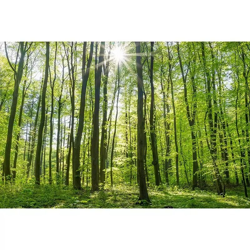 树林森林背景布装饰大自然风景壁纸瑜伽壁画餐厅墙布绿色植物墙纸,淘宝优惠券,粉丝福利购,淘宝优惠卷