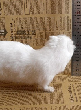 仿真貂 摆件教学认知动物道具C工艺品白貂教学道具器材仿真貂