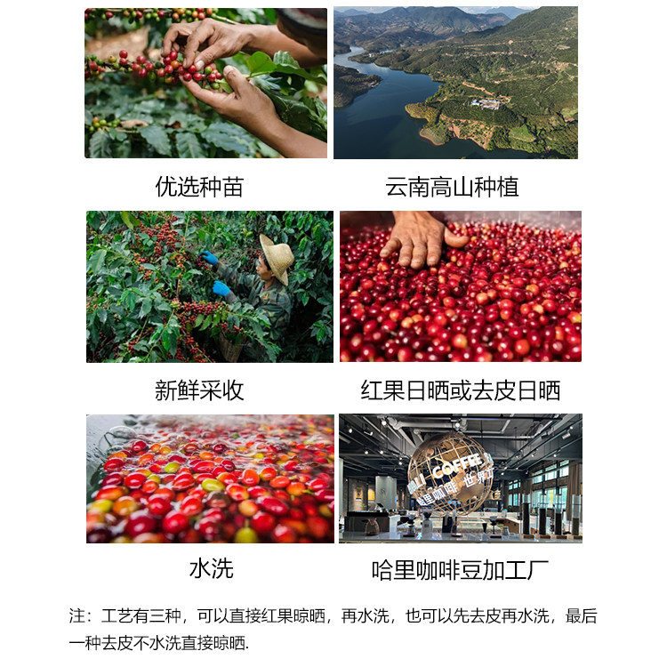 HALICOFFEE哈里云南保山精品咖啡豆尝鲜套装 挂耳咖啡