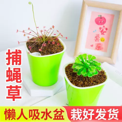 Венера Флайтрап насекомые растения непентареса сочные растения девагрист