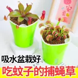 Венера Флайтрап насекомые растения непентареса сочные растения девагрист