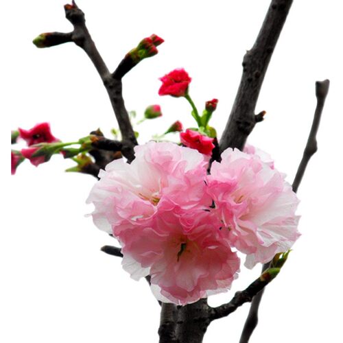 日本樱花树苗庭院种植风景树嫁接大花苗盆栽室外别墅四季好养耐寒 - 图3