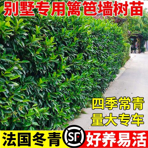 法国冬青树苗四季常青庭院绿化大叶冬青篱笆墙树苗珊瑚树围墙绿篱 - 图2