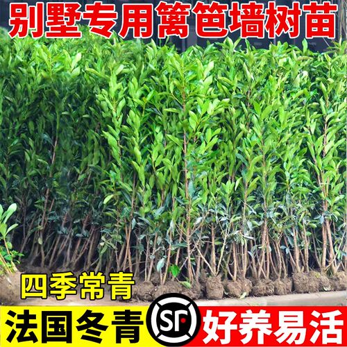 法国冬青树苗四季常青庭院绿化大叶冬青篱笆墙树苗珊瑚树围墙绿篱 - 图0