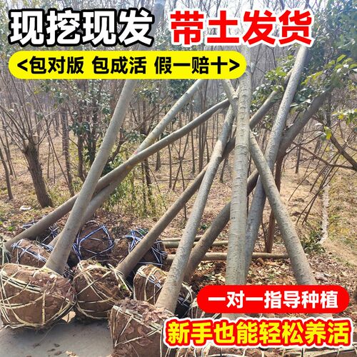 红榉树苗血举小苗别墅庭院行道大型耐寒彩叶绿化风景树小叶榉树苗 - 图2