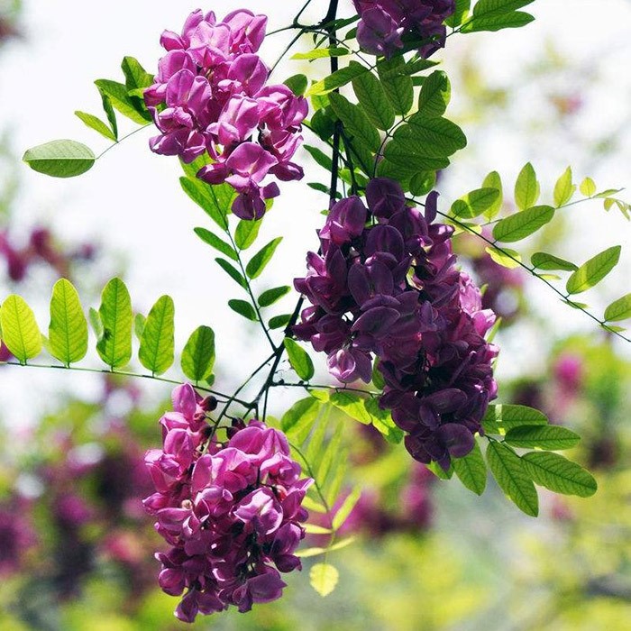 香花槐树苗富贵树槐花苗红花槐树苗庭院绿化花卉花园植物洋槐树苗-图3