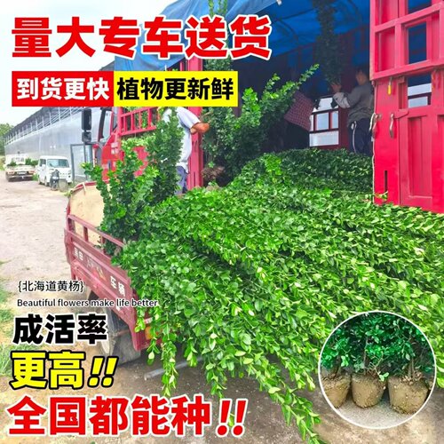 北海道黄杨围墙树苗大叶直立冬青庭院高档篱笆苗围墙耐寒四季常青 - 图0