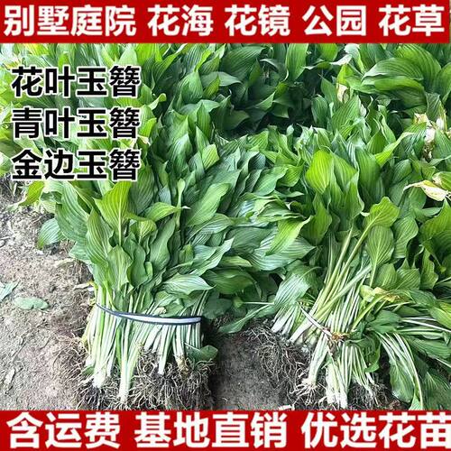 玉簪花苗观叶观花植物庭院地栽盆栽喜阴耐寒花叶青叶玉簪当年开花 - 图0