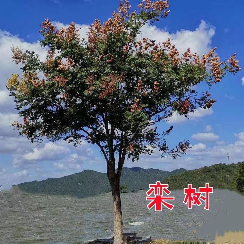 庭院风景树 栾树苗 黄山栾树 北京栾树 绿化苗木 行道树栾树小苗 - 图0