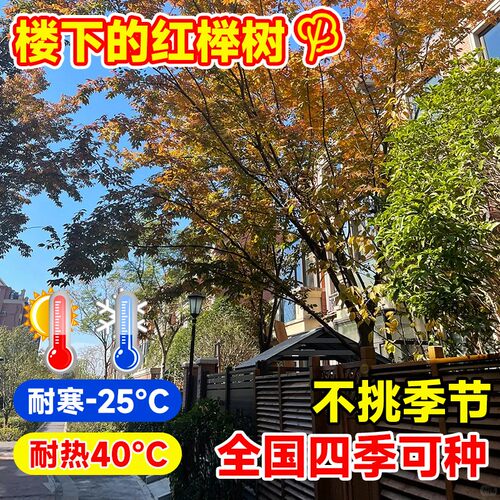 红榉树苗血举小苗别墅庭院行道大型耐寒彩叶绿化风景树小叶榉树苗 - 图1
