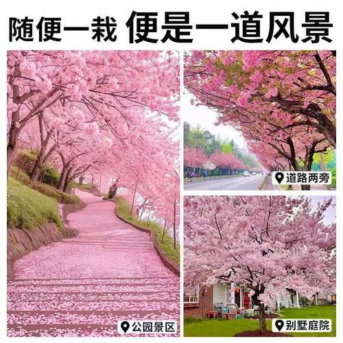日本樱花树苗庭院大型小苗盆栽地栽四季南北方种植风景树绿化树苗 - 图2