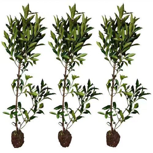 法国冬青树苗四季常青庭院绿化大叶冬青篱笆墙树苗珊瑚树围墙绿篱 - 图3