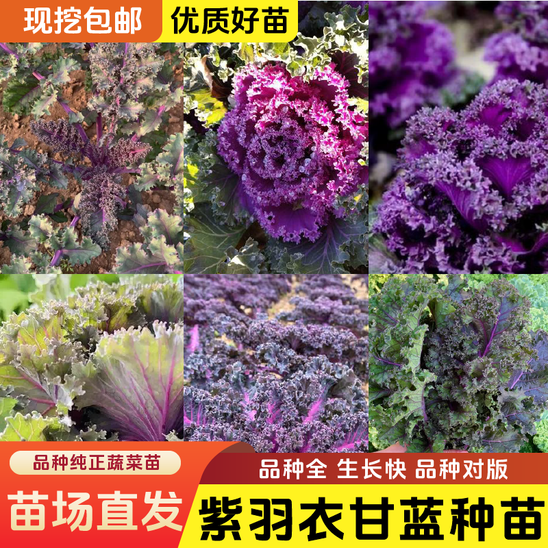 【羽衣甘蓝苗】羽衣甘蓝苗秧高产耐寒蔬菜女王绿粉紫羽衣四季蔬菜,淘宝优惠券,粉丝福利购,淘宝优惠卷