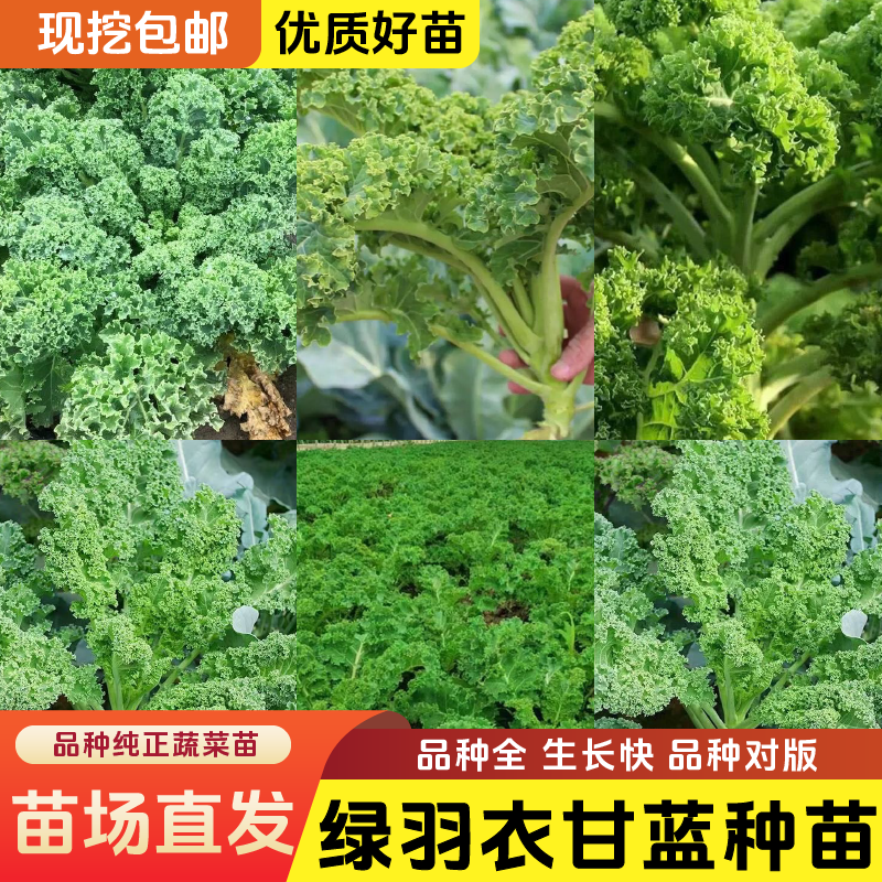 【羽衣甘蓝苗】羽衣甘蓝苗秧高产耐寒蔬菜女王绿粉紫羽衣四季蔬菜,淘宝优惠券,粉丝福利购,淘宝优惠卷