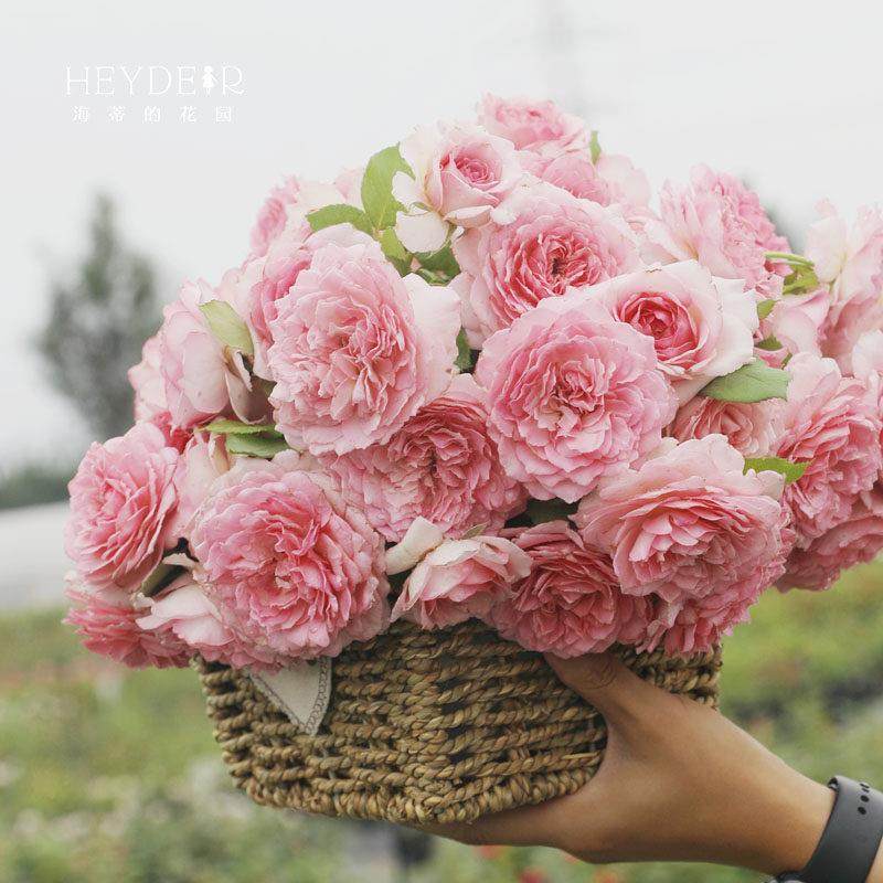 海蒂的花园 罗衣爬藤月季浓香花量大抗病拱门花墙花柱植物盆栽,淘宝优惠券,粉丝福利购,淘宝优惠卷