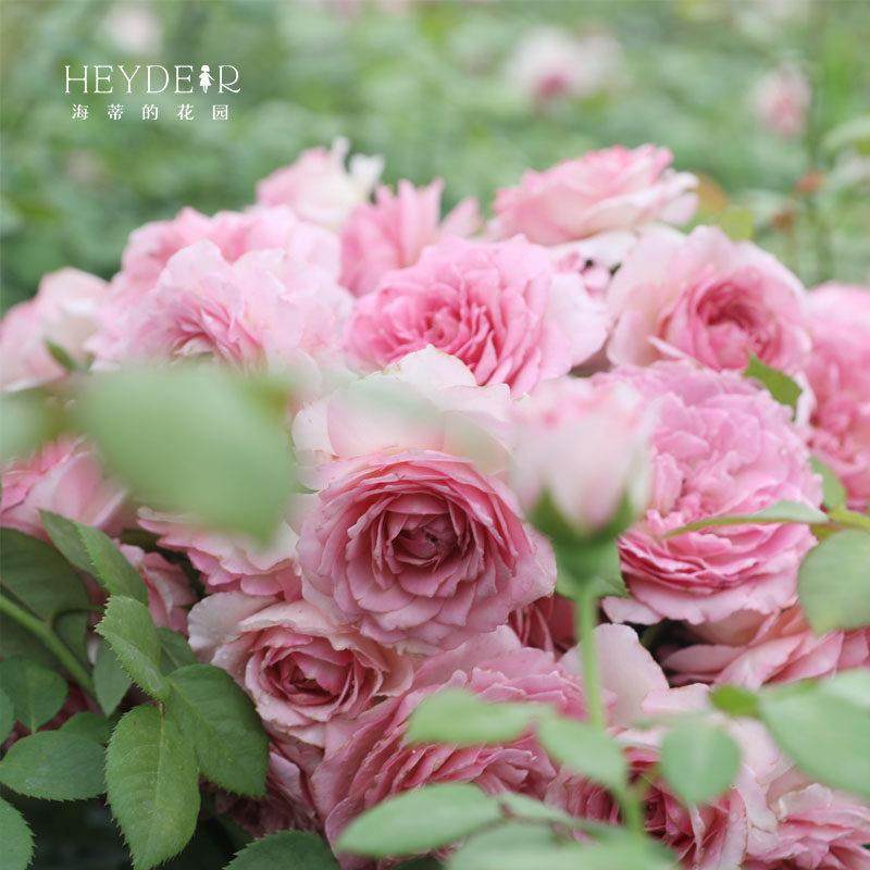 海蒂的花园 罗衣爬藤月季浓香花量大抗病拱门花墙花柱植物盆栽,淘宝优惠券,粉丝福利购,淘宝优惠卷