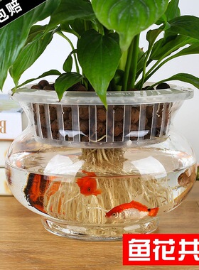 创意水培花器绿萝 花边生态透明 圆形玻璃 金鱼缸 乌龟缸  斗鱼缸