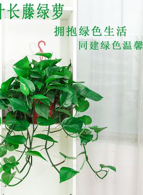 绿萝盆栽净化空气吸除甲醛客厅植物室内水培绿植垂吊大叶长藤绿箩