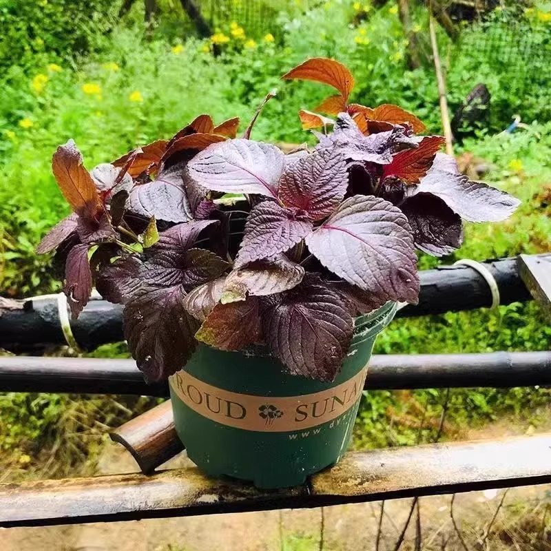紫苏种子可食用双面红紫苏大叶紫苏种子四季耐热阳台盆栽蔬菜种子,淘宝优惠券,粉丝福利购,淘宝优惠卷