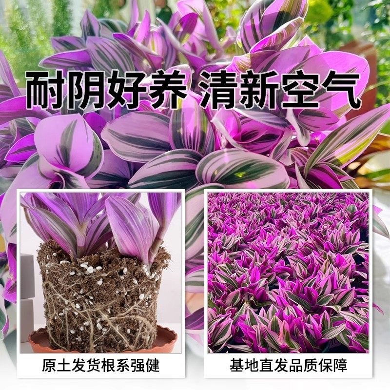 油画婚礼吊兰新品吊兰多肉植物花卉盆栽好养活彩色多肉组合肉肉,淘宝优惠券,粉丝福利购,淘宝优惠卷