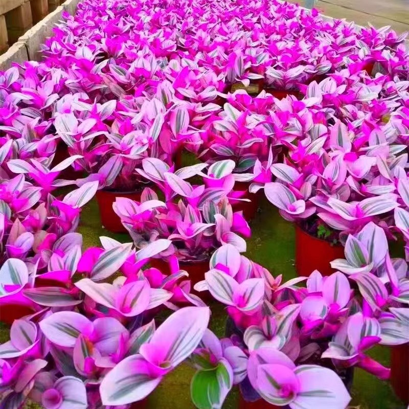 油画婚礼吊兰新品吊兰多肉植物花卉盆栽好养活彩色多肉组合肉肉,淘宝优惠券,粉丝福利购,淘宝优惠卷