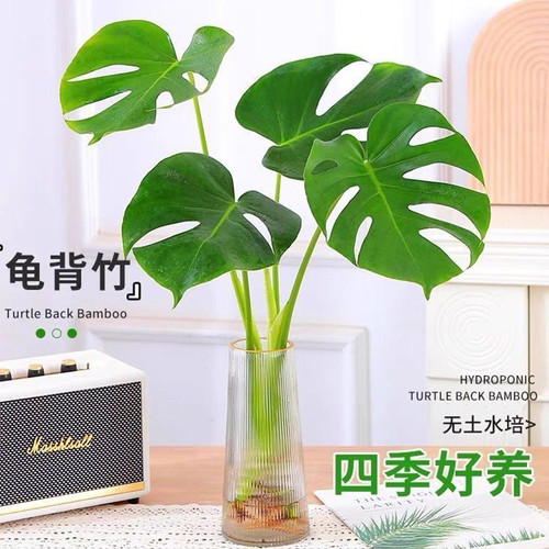 水培植物龟背竹盆栽老桩大叶绿植室内花卉客厅桌面好养吸绿萝 - 图2