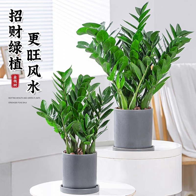 金钱树盆栽客厅大型招财树绿植办公室内桌面盆景摇钱串子好养植物 - 图2