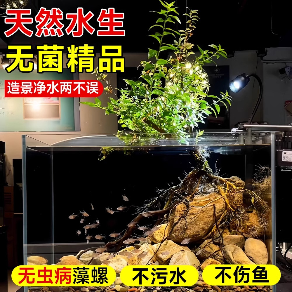水杨梅水培植物绿植老桩鱼缸造景树水陆装饰水草微型水生树苗盆栽,淘宝优惠券,粉丝福利购,淘宝优惠卷