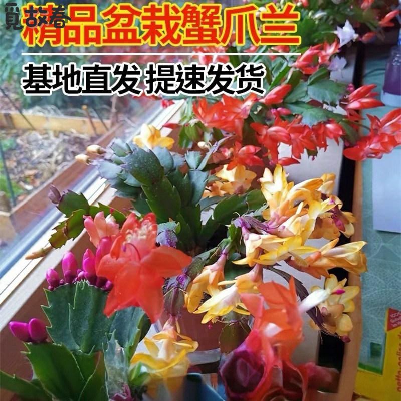 蟹爪兰苗多肉植物带根蟹抓兰仙人掌嫁接令箭荷花室内绿植花卉盆栽,淘宝优惠券,粉丝福利购,淘宝优惠卷