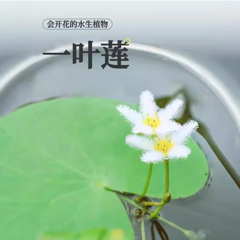 一叶莲水培植物室内鱼缸造景挺水植物水草碗莲睡莲水养好养活绿植,淘宝优惠券,粉丝福利购,淘宝优惠卷