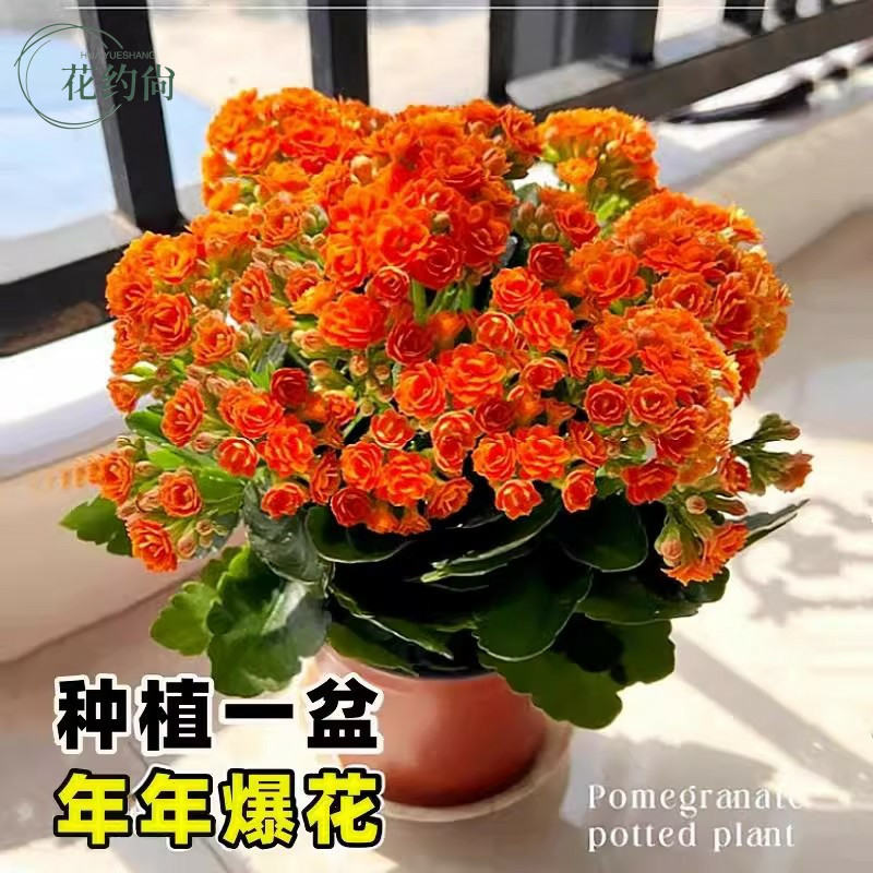 新品长寿花盆栽重瓣大花带花苞花苗室内开花多肉好养花卉鲜花绿植,淘宝优惠券,粉丝福利购,淘宝优惠卷