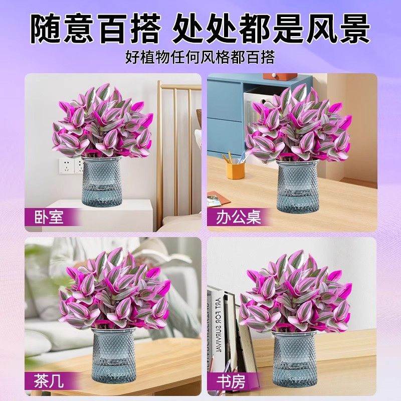 油画婚礼吊兰新品吊兰多肉植物花卉盆栽好养活彩色多肉组合肉肉,淘宝优惠券,粉丝福利购,淘宝优惠卷