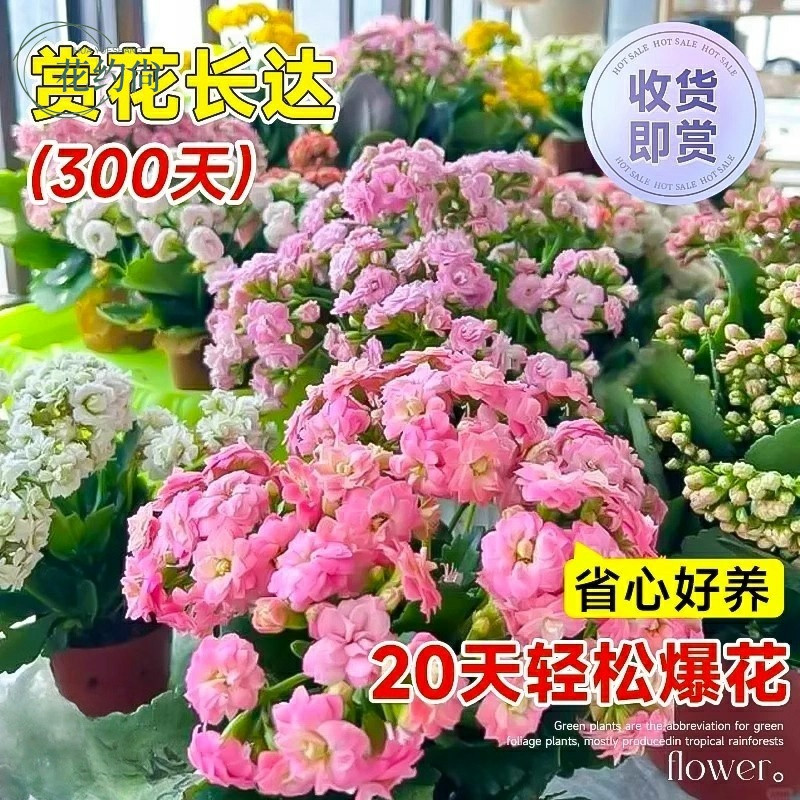新品长寿花盆栽重瓣大花带花苞花苗室内开花多肉好养花卉鲜花绿植,淘宝优惠券,粉丝福利购,淘宝优惠卷