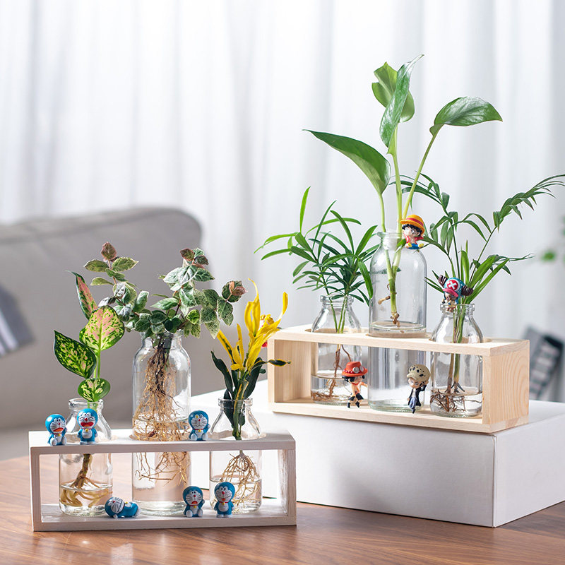 水培植物办公室绿植盆栽富贵竹黄金葛室内花卉客厅装饰W桌面摆件,淘宝优惠券,粉丝福利购,淘宝优惠卷