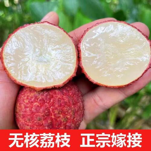 新品种海南荔枝王苗火山岩荔枝王无核荔枝果树苗当年结果带土带叶 - 图0