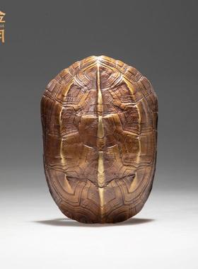 金钱龟壳黄铜摆件铜钱龟甲文玩手把玩件龟壳随身把玩饰品