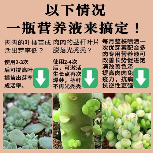 速发色多肉营养液肥料植用肥营养素肉多多生根肉肉专物花肥增养肥 - 图1