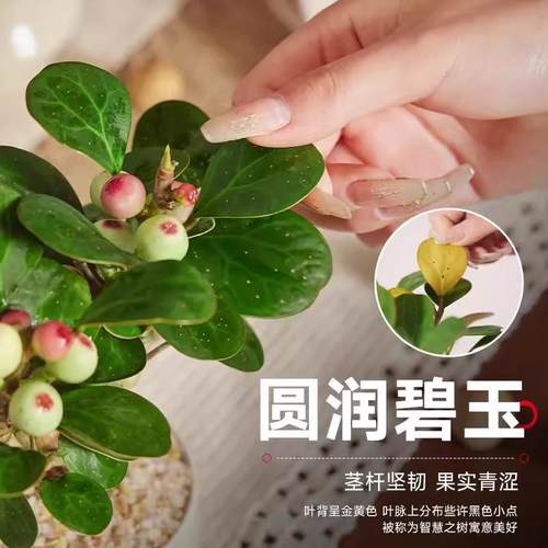 小盼菩提树盆栽带果绿植室内禅意盆景办公室花卉植物桌面好养摆件 - 图2