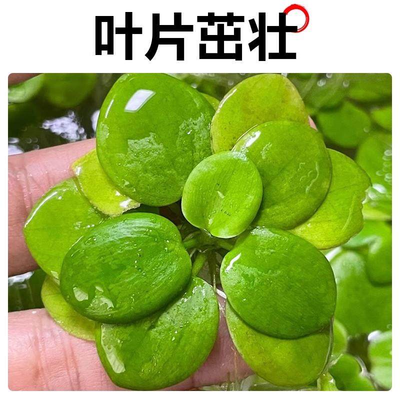 圆心萍浮萍水草植物鱼缸造景水培水芙蓉净化水质鱼虾龟缸漂浮水草,淘宝优惠券,粉丝福利购,淘宝优惠卷