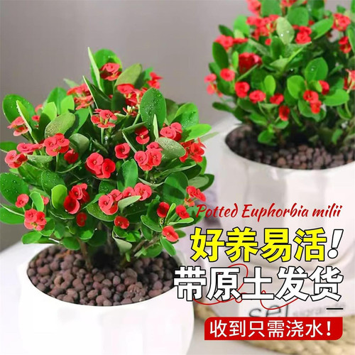 虎刺梅花卉盆栽易活植物室内办公室阳台耐旱铁海棠花四季新手好养 - 图0