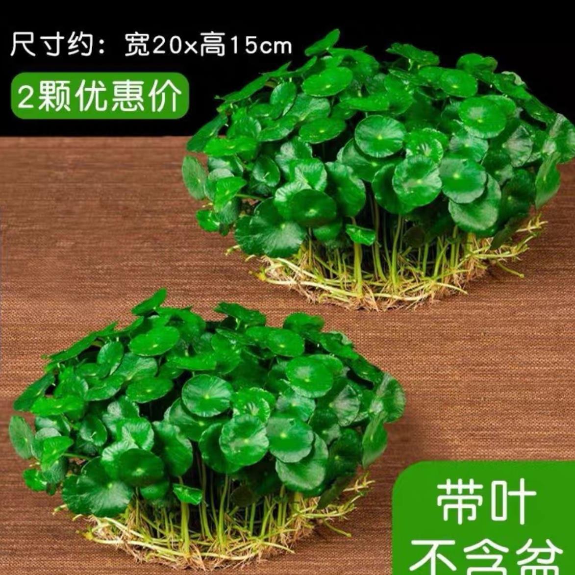 铜钱草水培土培盆栽室内花招财金钱草绿植花草好养易活 - 图1