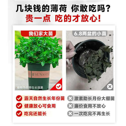 可食用正宗薄荷苗盆栽土培水培阳台庭院绿植清香新手必活薄荷 - 图0