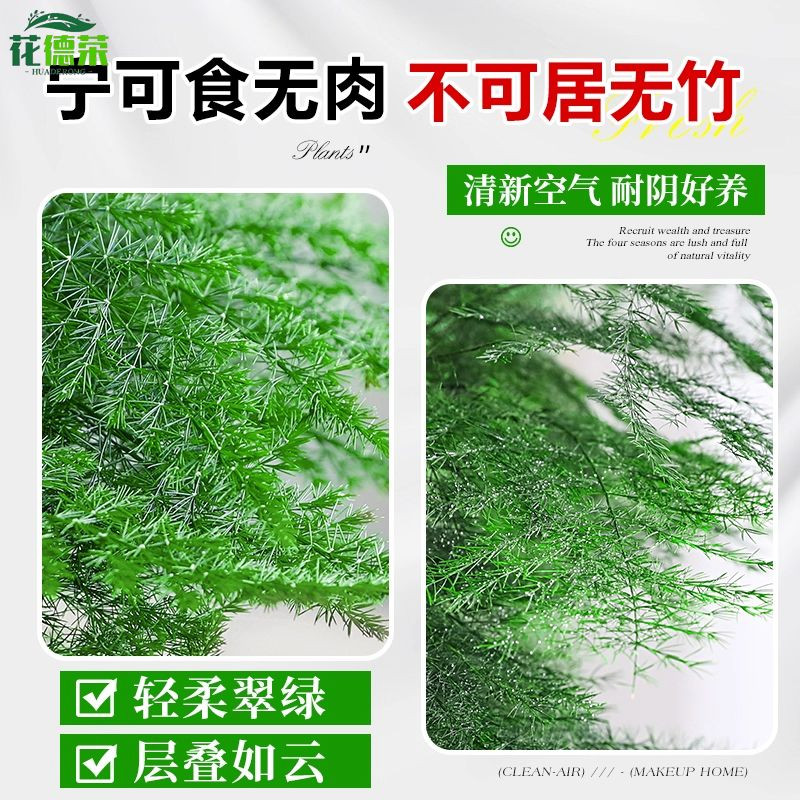 文竹盆栽植物室内客厅中式禅意盆景绿植办公室摆件高端花卉好养活,淘宝优惠券,粉丝福利购,淘宝优惠卷