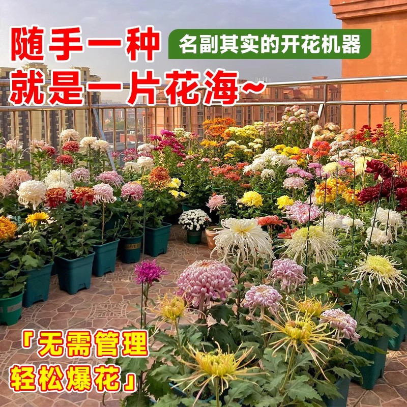 大菊花苗开花四季菊花苗盆栽重瓣九月大菊花盆栽阳台室内庭院好养,淘宝优惠券,粉丝福利购,淘宝优惠卷